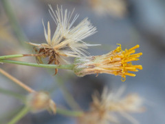 Bebbia juncea aspera
