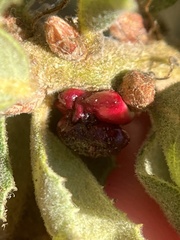 Disholcaspis prehensa