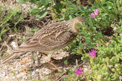 Galerida magnirostris