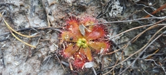 Drosera trinervia