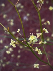 Eriogonum inflatum
