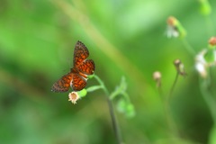 Parvospila lucianus