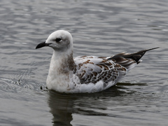 Ichthyaetus melanocephalus