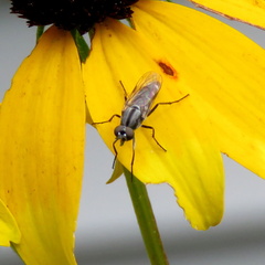 Ozodiceromyia