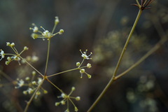 Palimbia rediviva