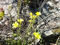 Oxalis pes-caprae pes-caprae