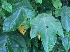 Macaranga griffithiana