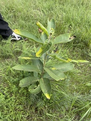 Asclepias syriaca