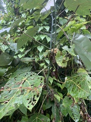 Macaranga griffithiana