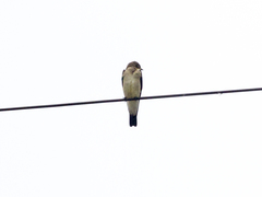 Stelgidopteryx ruficollis