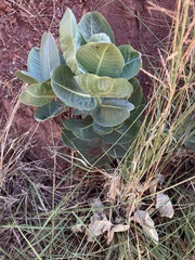 Asclepias latifolia