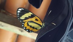 Placidina euryanassa