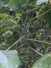 Macaranga griffithiana