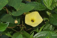 Ipomoea ochracea