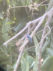 Halcyon senegalensis