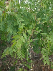 Fraxinus excelsior