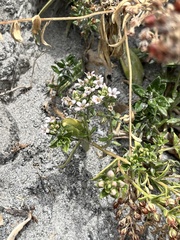 Lysimachia mauritiana