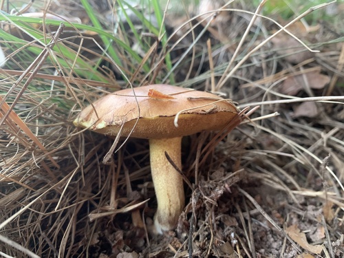 Ovčarka (Suillus granulatus)