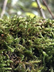 Hypnum cupressiforme