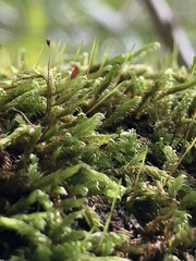 Hypnum cupressiforme