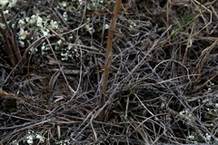Palimbia rediviva