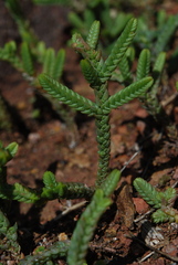Crassula muscosa muscosa