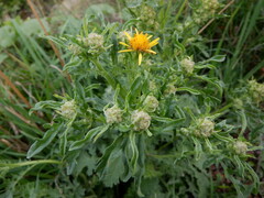 Jacobaea