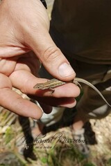 Psammodromus blanci