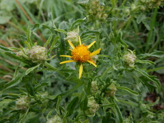 Jacobaea