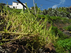 Crassula muscosa muscosa