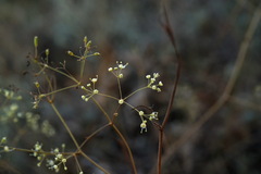 Palimbia rediviva