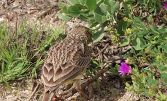 Galerida magnirostris