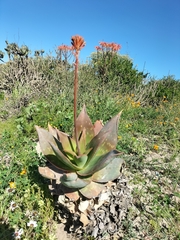 Aloe × schimperi