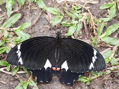 Papilio aegeus