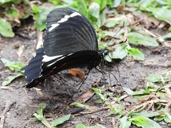 Papilio aegeus