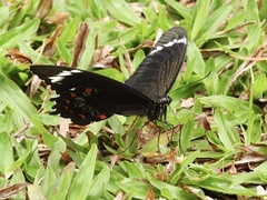 Papilio aegeus