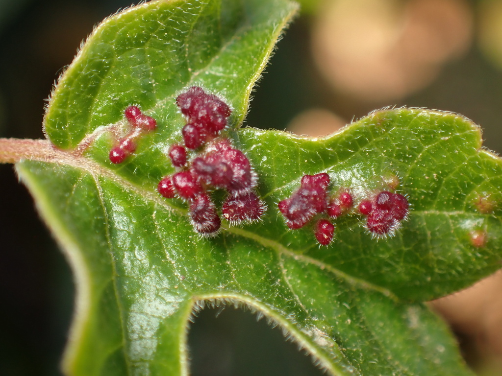 Phyllocoptinae