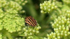 Graphosoma lineatum siciliensis