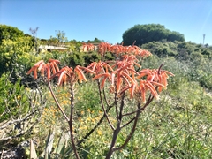 Aloe × schimperi