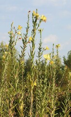 Oenothera elata