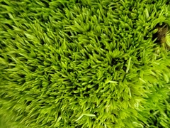 Leucobryum
