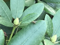 Brachycera