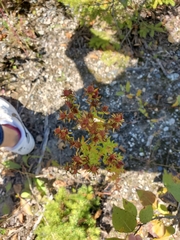 Hypericum perforatum