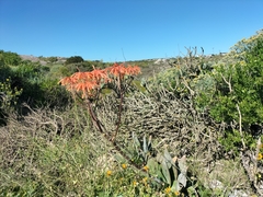 Aloe × schimperi