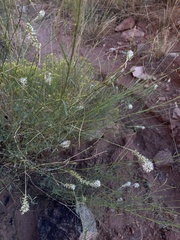 Dalea candida