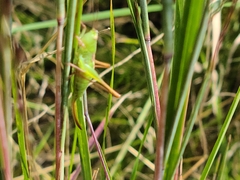 Conocephalini