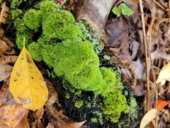 Leucobryum