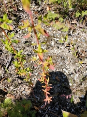 Hypericum perforatum