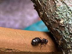 Crematogaster