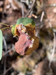 Blaesodiplosis